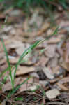 Chapman's sedge